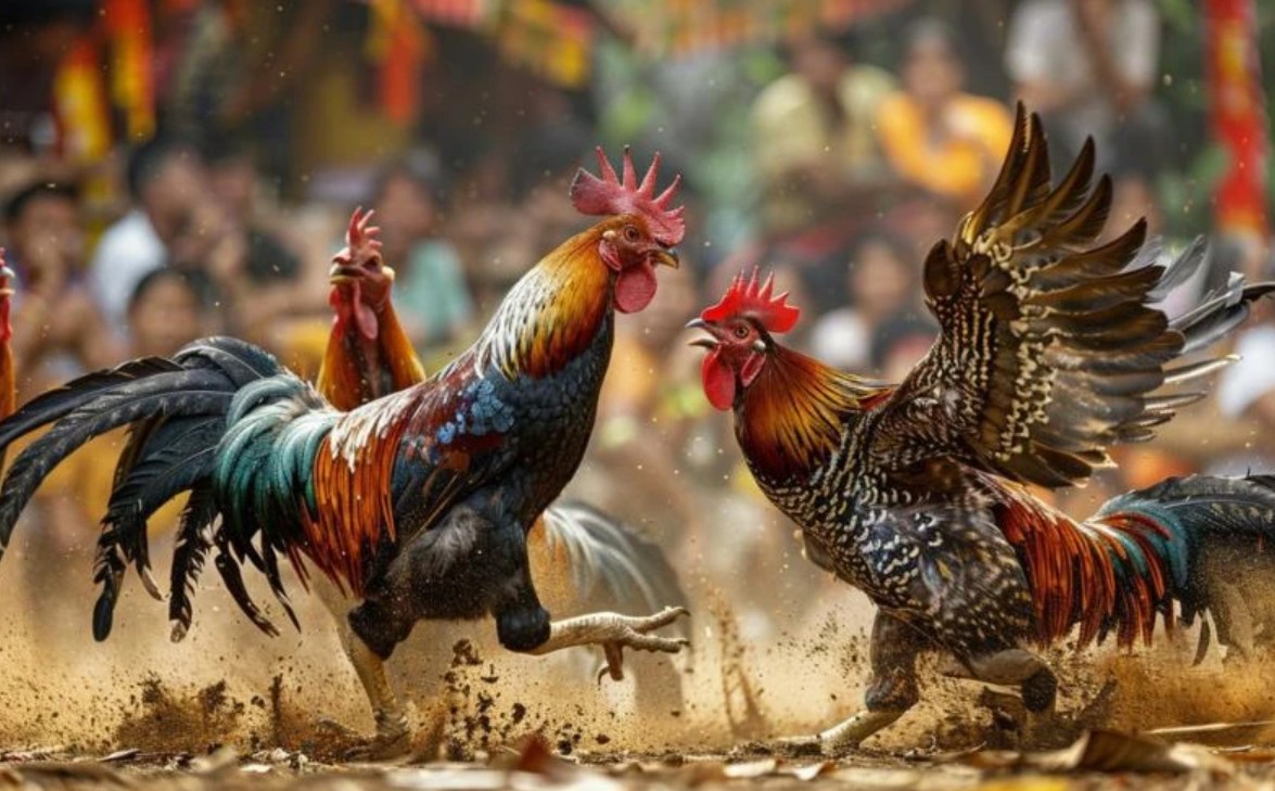 Mẹo Chiến Thắng Khi Cá Cược Đá Gà Xocdia88